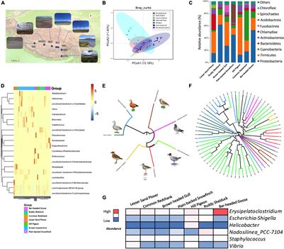 Incomplete Concordance Between Host Phylogeny and Gut Microbial Community in Tibetan Wetland Birds